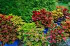 USA, Washington State, Sammamish. Coleus in planters in garden Art Print